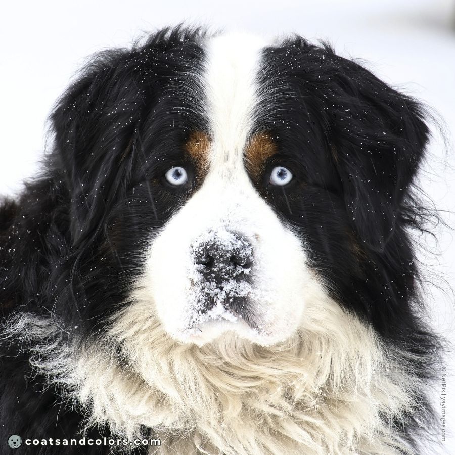 coatsandcolors.com Bernese Mountain Dog Colors extended whitehead blue eyes