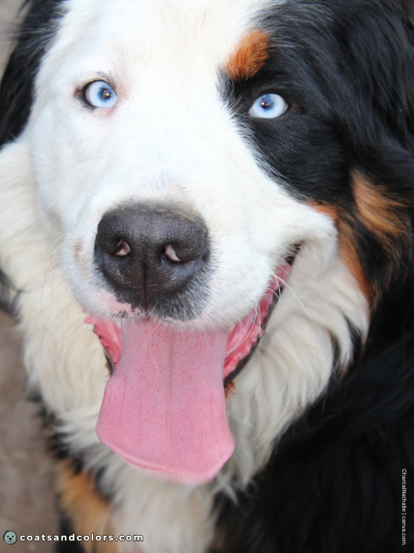 coatsandcolors.com Bernese Mountain Dog Colors extreme whitehead