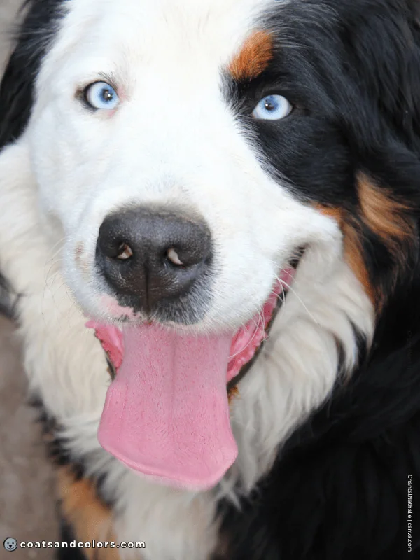 coatsandcolors.com Bernese Mountain Dog Colors extreme whitehead