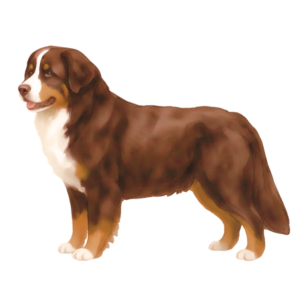 coatsandcolors.com Bernese Mountain Dog Colors faulty colors chocolate tri