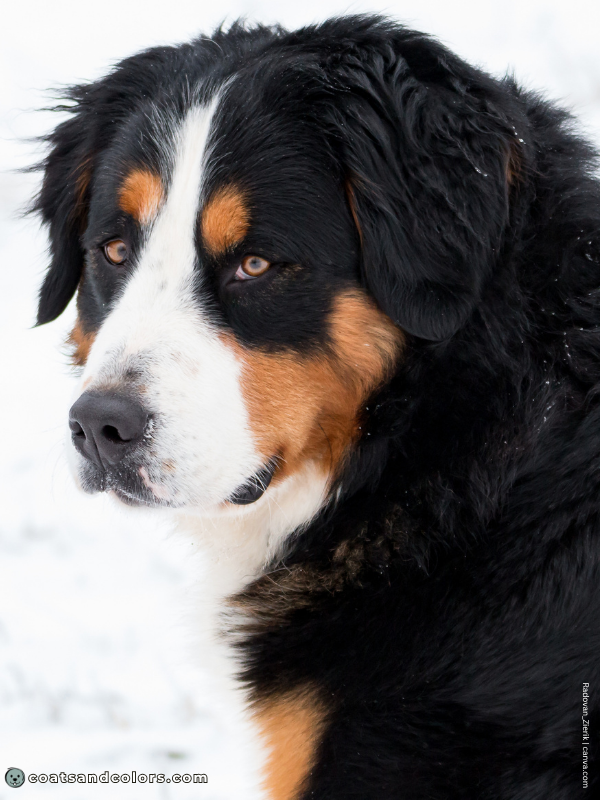 coatsandcolors.com Bernese Mountain Dog Colors intensity example 2