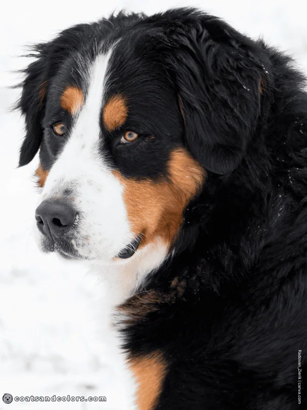 coatsandcolors.com Bernese Mountain Dog Colors intensity example 2