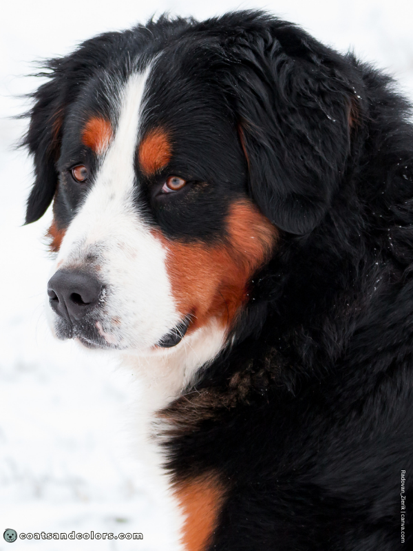 coatsandcolors.com Bernese Mountain Dog Colors intensity example 3