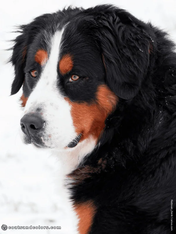 coatsandcolors.com Bernese Mountain Dog Colors intensity example 3