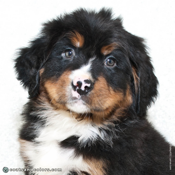 coatsandcolors.com Bernese Mountain Dog Colors puppy pink nose spots 1