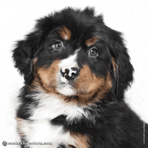 coatsandcolors.com Bernese Mountain Dog Colors puppy pink nose spots 1