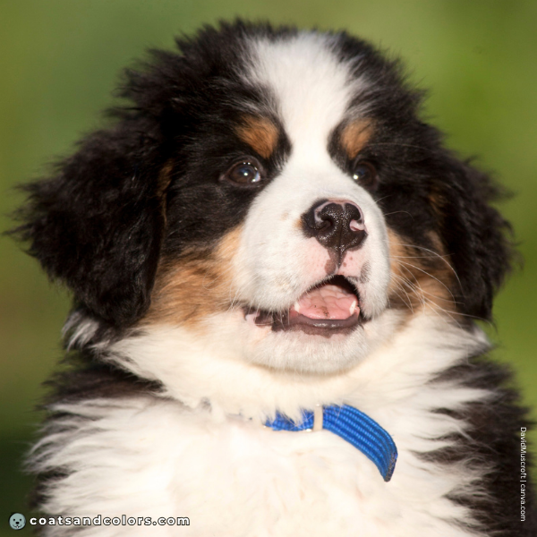 coatsandcolors.com Bernese Mountain Dog Colors puppy pink nose spots 2