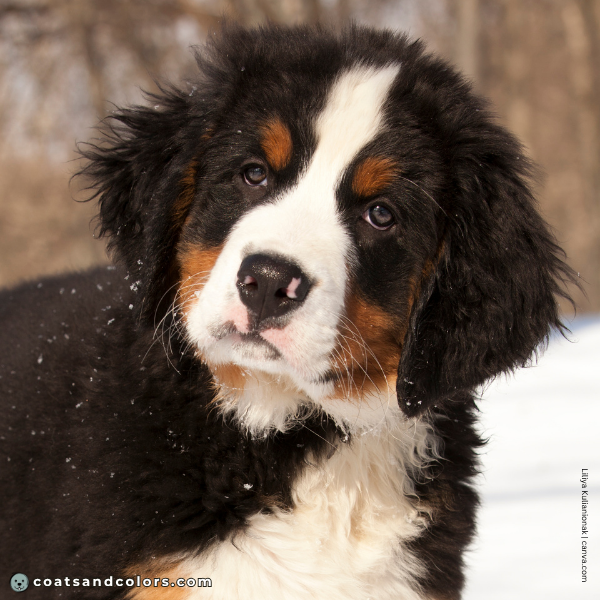 coatsandcolors.com Bernese Mountain Dog Colors puppy pink nose spots 3