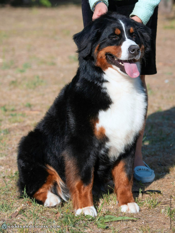 coatsandcolors.com Bernese Mountain Dog Colors red markings