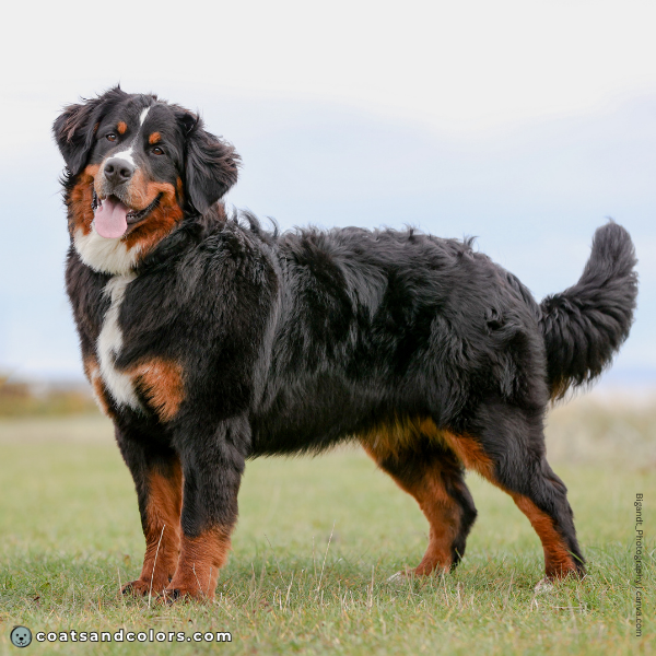 coatsandcolors.com Bernese Mountain Dog Colors white 1