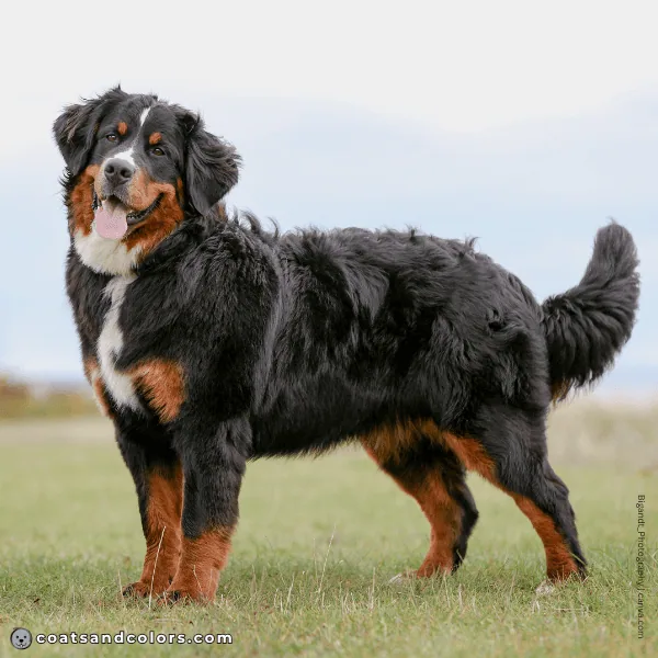 coatsandcolors.com Bernese Mountain Dog Colors white 1
