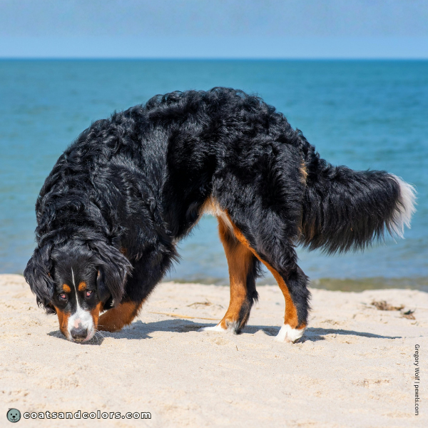coatsandcolors.com Bernese Mountain Dog Colors white 2