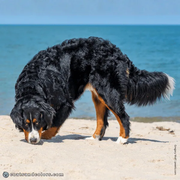 coatsandcolors.com Bernese Mountain Dog Colors white 2