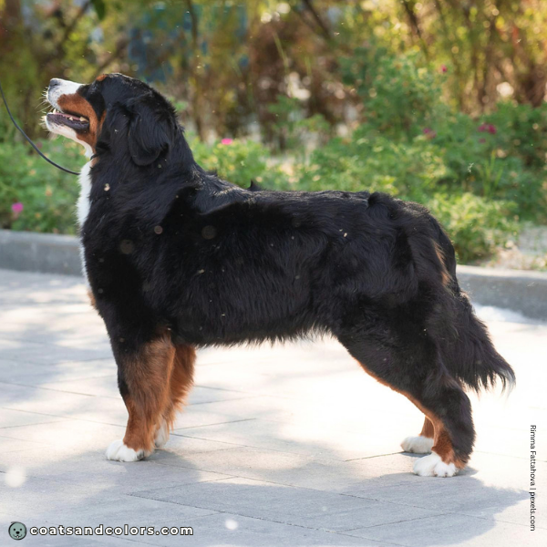coatsandcolors.com Bernese Mountain Dog Colors white 3