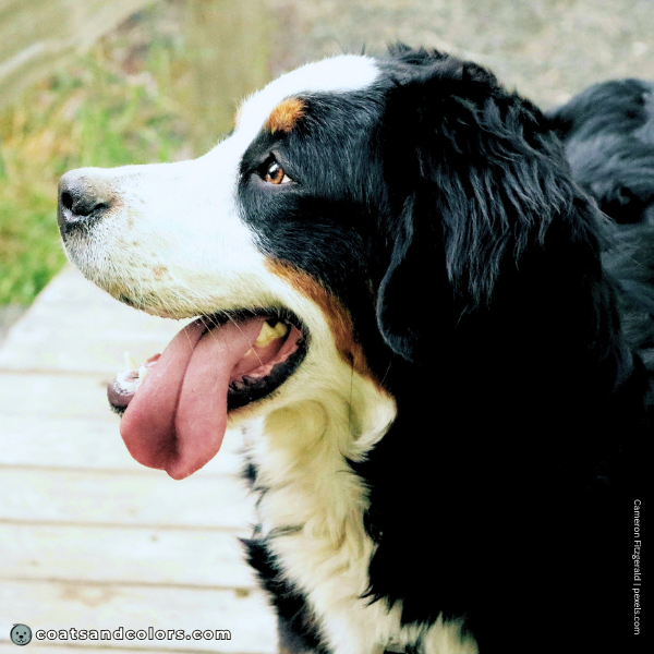coatsandcolors.com Bernese Mountain Dog Colors white corner of mouth