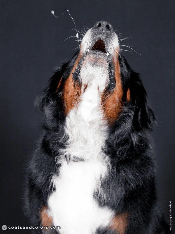 coatsandcolors.com Bernese Mountain Dog Colors white patch chin chest