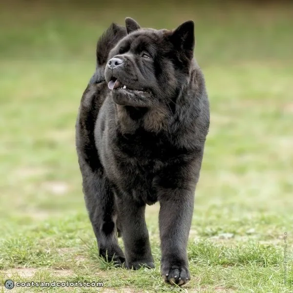 coatsandcolors.com Black Chow Chow smooth