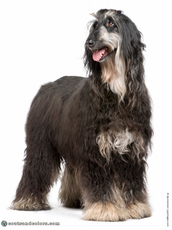 coatsandcolors.com Black Tan Afghan Hound example 2