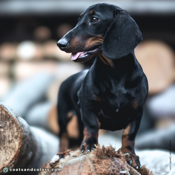 coatsandcolors.com Black and Tan sooty markings 2