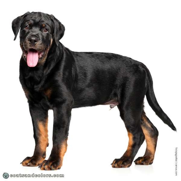coatsandcolors.com Black and Tan sooty markings