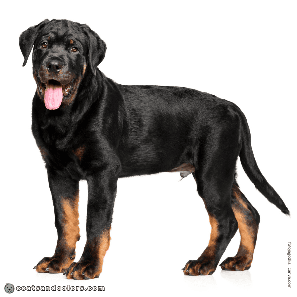 coatsandcolors.com Black and Tan sooty markings