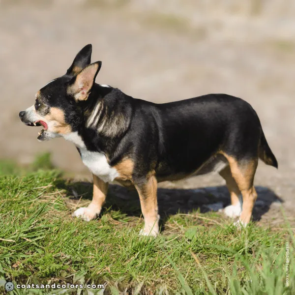 coatsandcolors.com Black and Tan tan hair roots shoulder Chihuahua