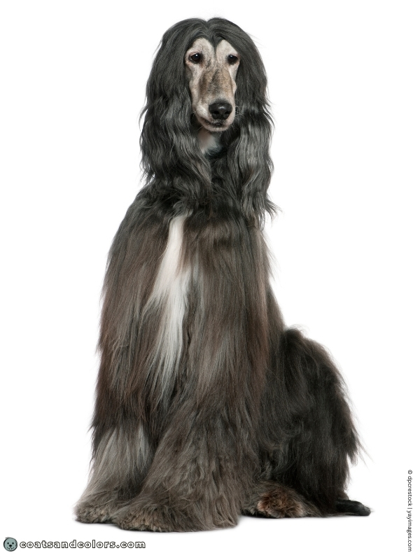 coatsandcolors.com Blue Afghan Hound example 2
