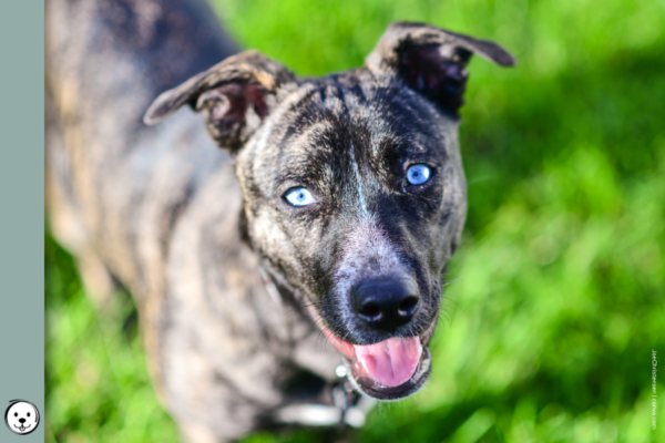 coatsandcolors.com Blue Eye Trait ALX4 900x600 1