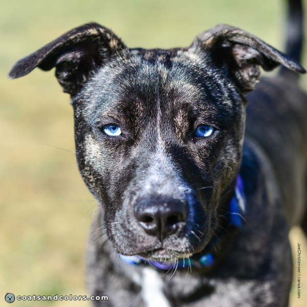 coatsandcolors.com Blue Eye Trait ALX4 Pit Bull blue eyes