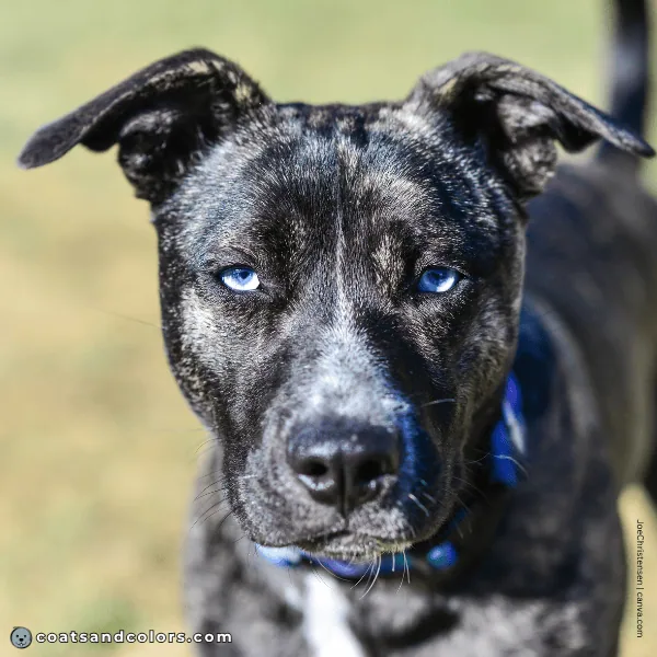coatsandcolors.com Blue Eye Trait ALX4 Pit Bull blue eyes