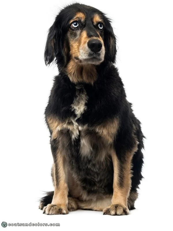 coatsandcolors.com Blue Eye Trait ALX4 mixed breed