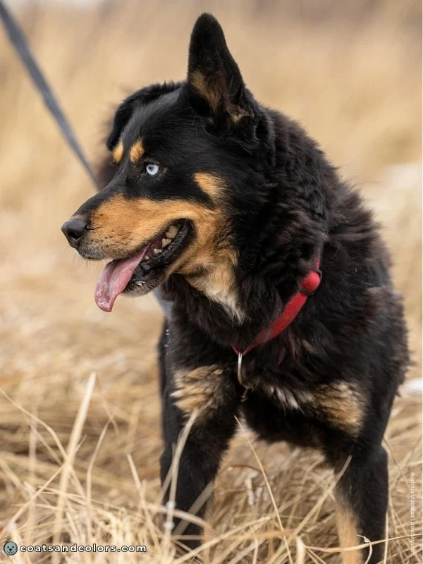 coatsandcolors.com Blue Eye Trait ALX4 solid pattern blue eye