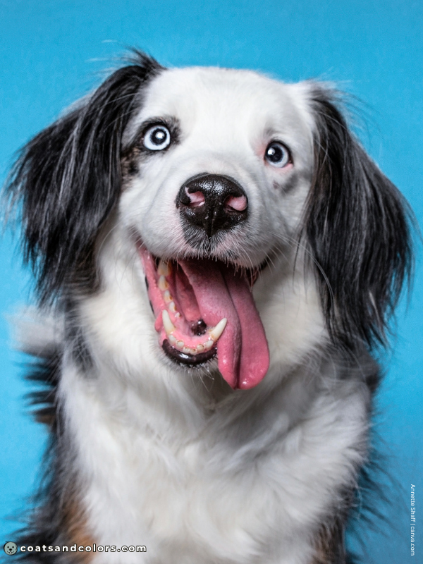 coatsandcolors.com Blue Eyes merle 1