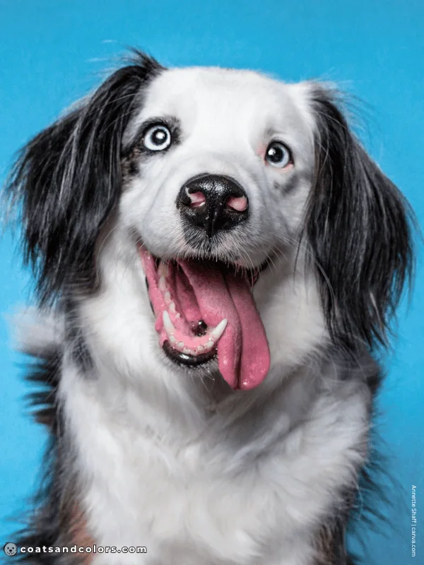 coatsandcolors.com Blue Eyes merle 1