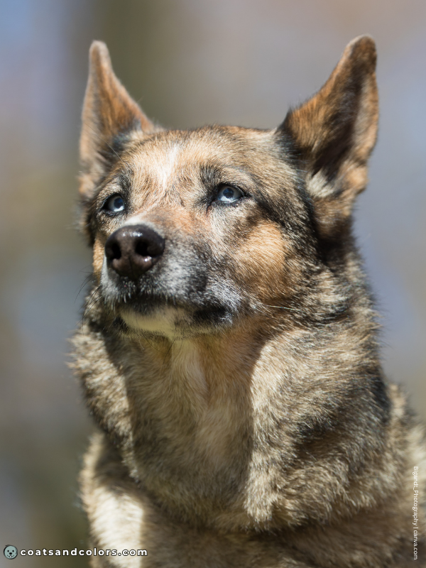 coatsandcolors.com Blue Eyes patterned dog