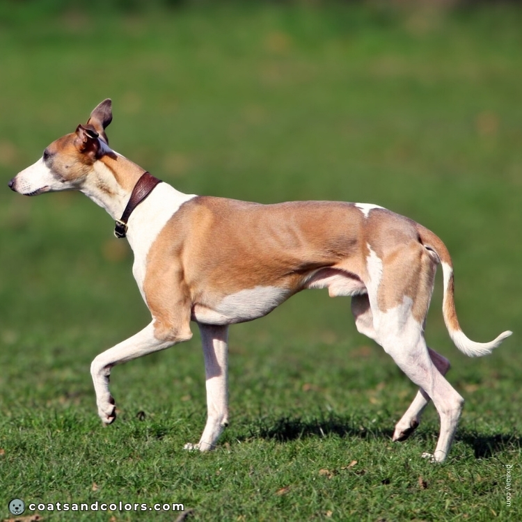 coatsandcolors.com Blue Fawn Whippet overlay