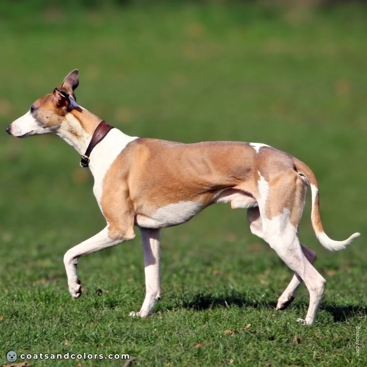 coatsandcolors.com Blue Fawn Whippet overlay