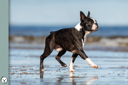 coatsandcolors.com Boston Terrier Colors 900x600 1
