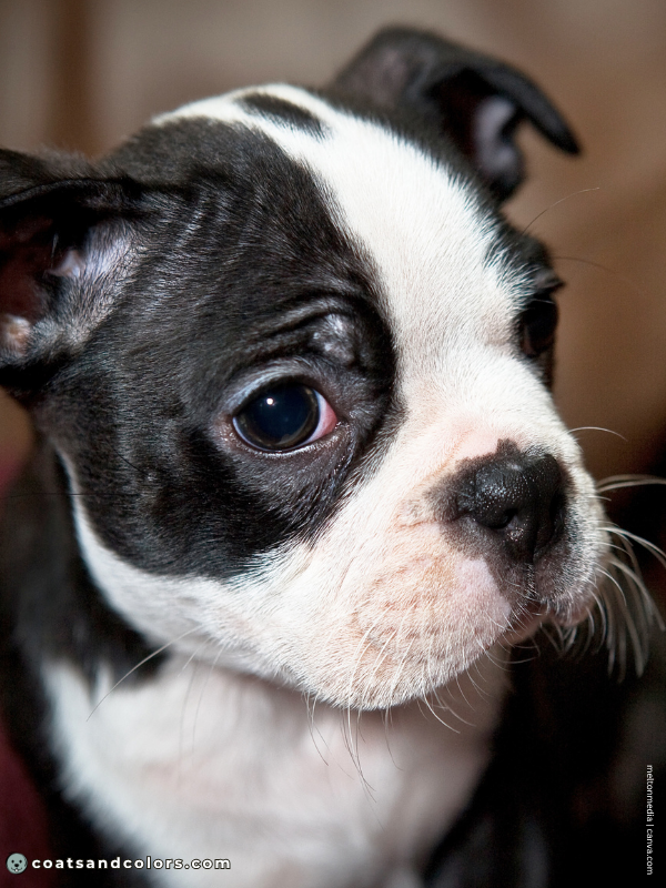 coatsandcolors.com Boston Terrier Colors Haggerty dot 3