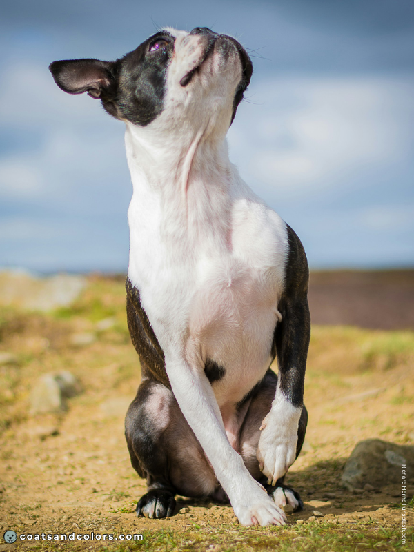 coatsandcolors.com Boston Terrier Colors asymmetrical markings