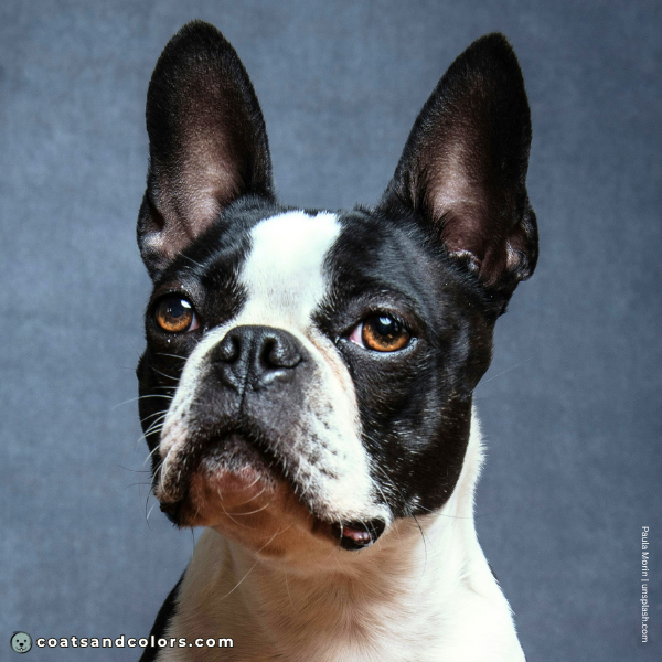 coatsandcolors.com Boston Terrier Colors base color black
