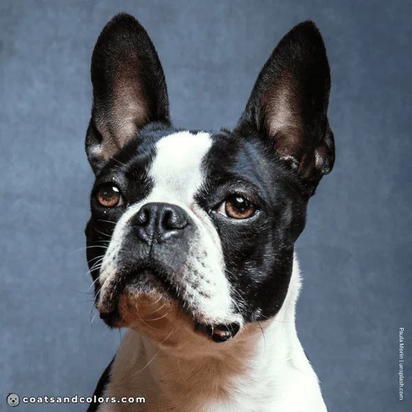 coatsandcolors.com Boston Terrier Colors base color black