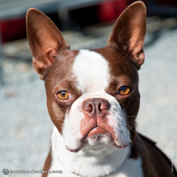 coatsandcolors.com Boston Terrier Colors base color brown