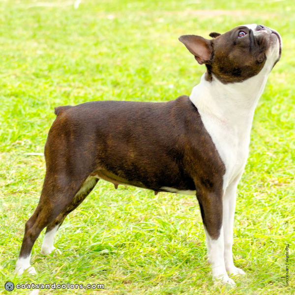 coatsandcolors.com Boston Terrier Colors base patterns seal brindle