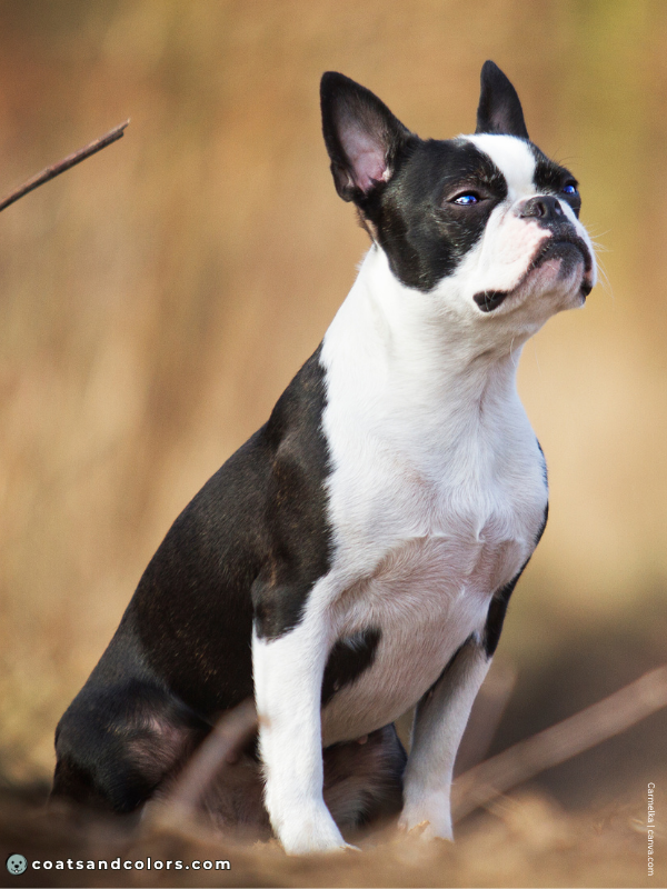 coatsandcolors.com Boston Terrier Colors black brindle 1