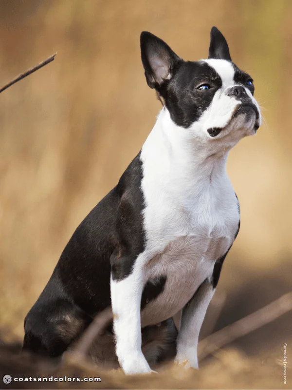 coatsandcolors.com Boston Terrier Colors black brindle 1