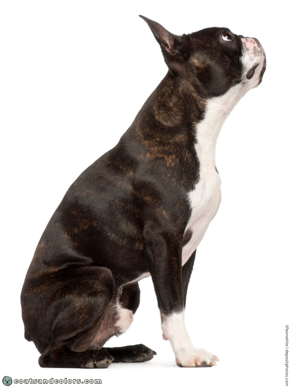 coatsandcolors.com Boston Terrier Colors black brindle 2