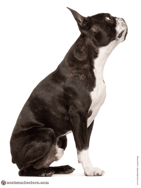 coatsandcolors.com Boston Terrier Colors black brindle 2