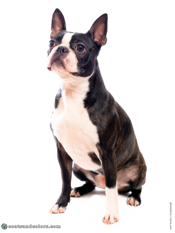 coatsandcolors.com Boston Terrier Colors black brindle 3