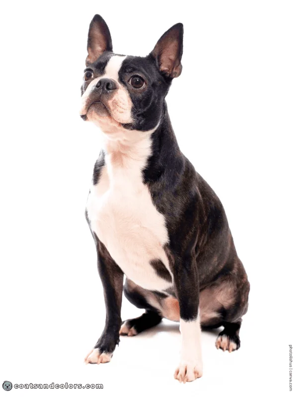 coatsandcolors.com Boston Terrier Colors black brindle 3